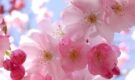 Stagioneterapia (Maggio): Benessere in Primavera