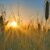 Solstizio d’Estate: Celebrare il Sole