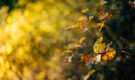 🍂Stagioneterapia: Prepararsi all’Autunno