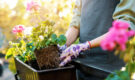 Cosa Stai Piantando Questa Primavera? Cosa Stai Piantando Questa Primavera?