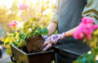Cosa Stai Piantando Questa Primavera?