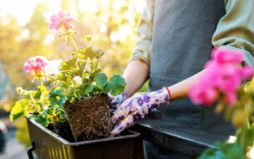 Cosa Stai Piantando Questa Primavera?