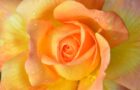 Louise Hay: Le Affermazioni Positive di Giugno 2025