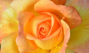Louise Hay: Le Affermazioni Positive di Giugno 2025