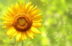 Louise Hay: Le Affermazioni Positive di Luglio 2025