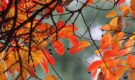 Stagioneterapia: Prendersi Cura di Sé in Autunno