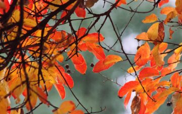 Stagioneterapia: Prendersi Cura di Sé in Autunno