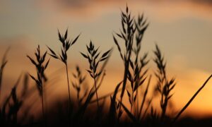 Louise Hay: Le Affermazioni Positive di Settembre 2025