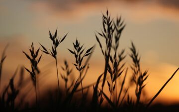 Louise Hay: Le Affermazioni Positive di Settembre 2025