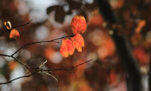 Louise Hay: Le Affermazioni Positive di Novembre 2025 Louise Hay: Le Affermazioni Positive di Novembre 2025