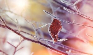 Louise Hay: Le Affermazioni Positive di Dicembre 2025