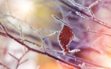 Louise Hay: Le Affermazioni Positive di Dicembre 2025