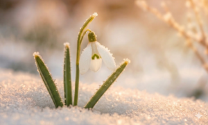 Louise Hay: Le Affermazioni Positive di Febbraio 2026