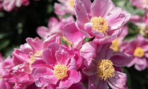 Louise Hay: Le Affermazioni Positive di Aprile 2026