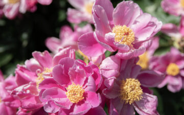 Louise Hay: Le Affermazioni Positive di Aprile 2026