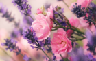 Stagioneterapia (Maggio): Benessere in Primavera