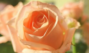 Louise Hay: Le Affermazioni Positive di Giugno 2026