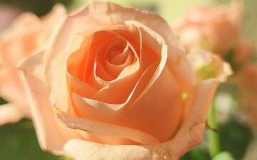 Louise Hay: Le Affermazioni Positive di Giugno 2026